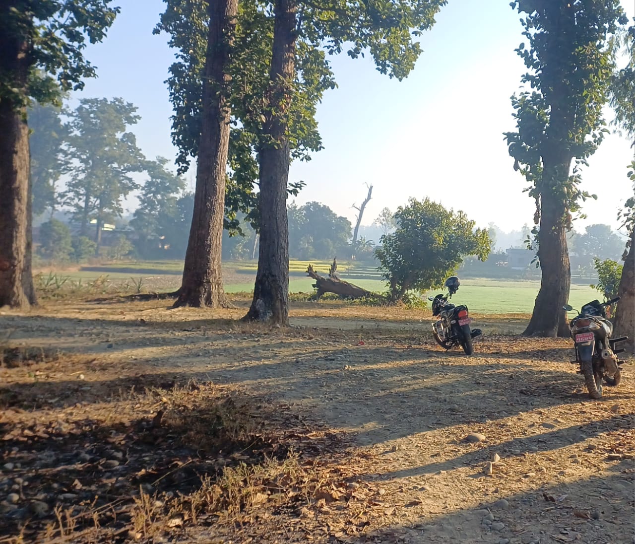 जोखिमयुक्त रुखको नाममा काँचो साल कटान प्रक्रिया प्रति स्थानीयको विरोध: Phulbari Khabar